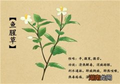 鱼腥草是什么 鱼腥草怎么吃