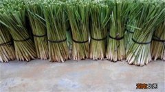 香茅的功效与作用 蔺花香茅的功效与作用