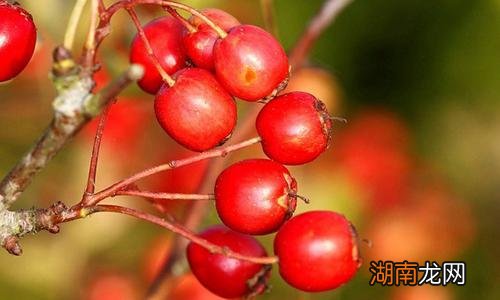 胃反酸能吃山楂吗 胃不好可以吃这些