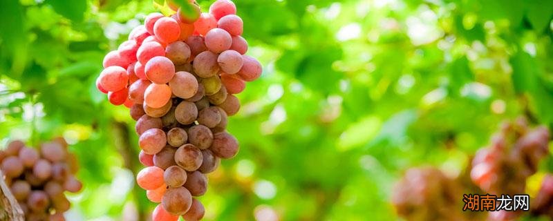 香水葡萄是喷了香水的吗为什么 香水葡萄是喷了香水的吗