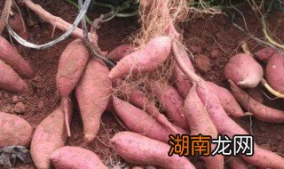 电饭锅怎么煮红薯 电饭锅怎么煮红薯好吃又简单