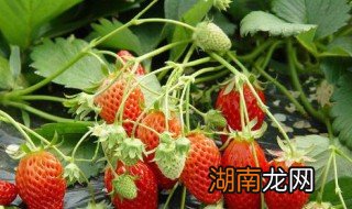 草莓原产地 草莓原产地是哪里