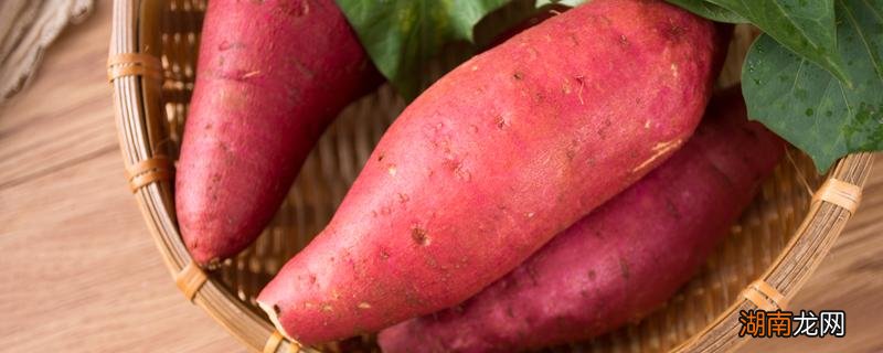 红薯怎么吃不反胃 吃完红薯反胃怎么缓解