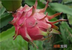 火龙果和酸奶可以一起吃吗 吃火龙果有什么禁忌