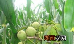 新鲜核桃怎么保存不发霉 新鲜核桃怎么保存