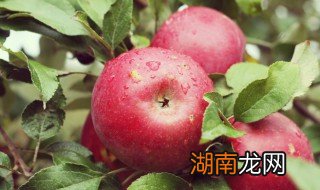 玫瑰草莓派怎么做 玫瑰花苹果派怎么做