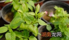 夏堇要怎么养才能开花 夏堇要怎么养