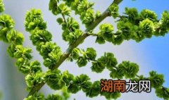 榆钱怎么储存时间长 榆钱怎么储存