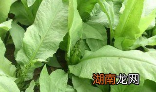 苦麦菜有几种 苦麦菜的种类介绍