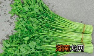 水芹菜怎么储存 水芹菜怎么储存最好