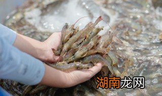 怎么洗海虾