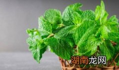 薄荷水绿豆汤怎么做 薄荷绿豆汤怎么做