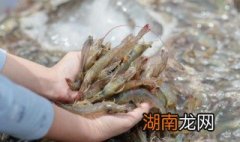 虾头里的白色条状物 虾头里的白色条状物是什么呢
