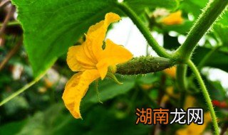 酸甜 黄瓜 酸甜黄瓜花做法窍门