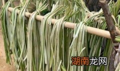 酸芋苗的制作方法和配料 酸芋苗的制作方法