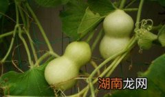 丝瓜嫩葫芦汁怎么做的 丝瓜嫩葫芦汁怎么做