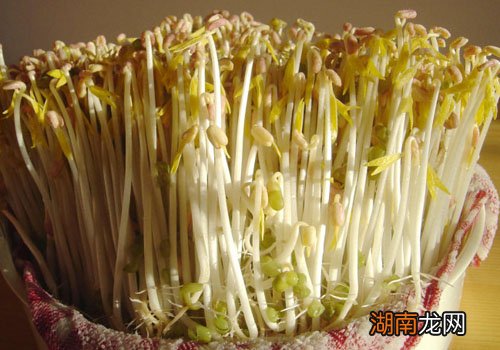 黄豆芽变绿了还能吃吗