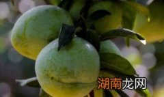 古田油奈是什么水果 古田油奈的简介