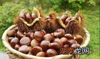 板栗是什么栗子 板栗是哪种栗子