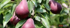红啤梨产地中国哪里 红色的梨叫什么名字