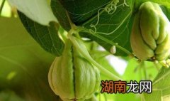佛手瓜怎么保存才能明年发芽 佛手瓜的保存方法