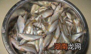 麦穗鱼怎么做好吃,油炸怎么做 麦穗鱼怎么做好吃