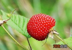 野草莓和蛇莓的区别