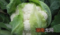 花菜黄了可以吃么 花菜黄了可以吃么图片