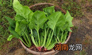 菠菜怎么焯水 菠菜怎么焯水是冷水还是热水