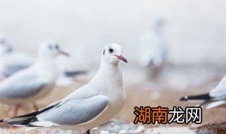 蒸鸽子要蒸多少分钟 蒸鸽子怎么蒸最有营养
