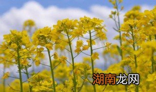 油菜花的根能吃吗视频 油菜花的根能吃吗