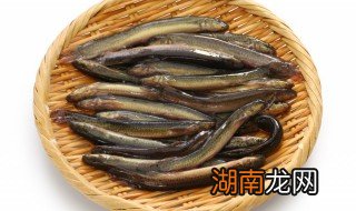 泥鳅汤怎么做 泥鳅汤怎么做不腥
