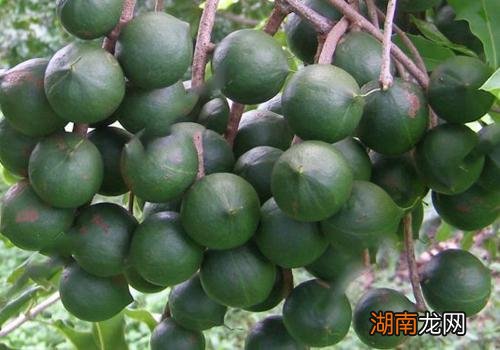 生夏威夷果可以吃吗 生夏威夷果怎么处理食用