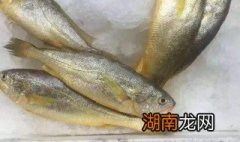 野生大黄鱼和养殖的区别是什么 野生大黄鱼和养殖的区别