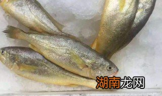 野生大黄鱼和养殖的区别是什么 野生大黄鱼和养殖的区别