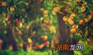 糖渍柑饼怎么做好吃 糖渍柑饼怎么做