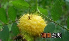 刺梨的泡制方法 刺梨酒的泡制方法