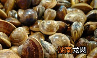 蛤蜊和花甲一样吗 蛤蜊有什么美称呢