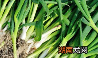 大蒜苗怎么腌制好吃又脆 大蒜苗怎么腌制好吃