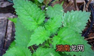 藿香怎么做好吃 藿香的家常做法