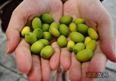 莲子的营养价值