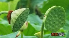 新鲜莲子可以煮粥吗 新鲜莲子怎么煮粥比较好