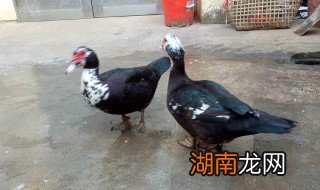 煮西洋鸭的方法 如何煮西洋鸭