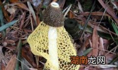 雪蛤竹笙瘦肉汤怎么做