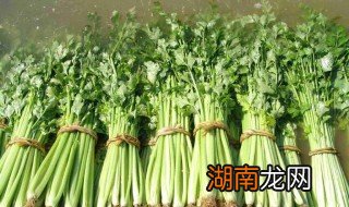 芹菜种植技术和种植时间 芹菜种植技术和种植时间视频