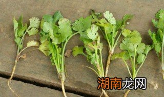 香菜种植方法和时间几月播种 香菜种植方法和时间