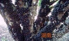 树葡萄能吃吗 树葡萄能吃吗,有什么功效