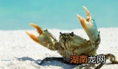 珍宝蟹怎么洗怎么杀 珍宝蟹 怎么处理