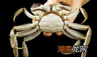 大毛蟹的做法 大毛蟹怎么吃