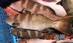 红星斑鱼怎么吃 红星斑鱼吃法